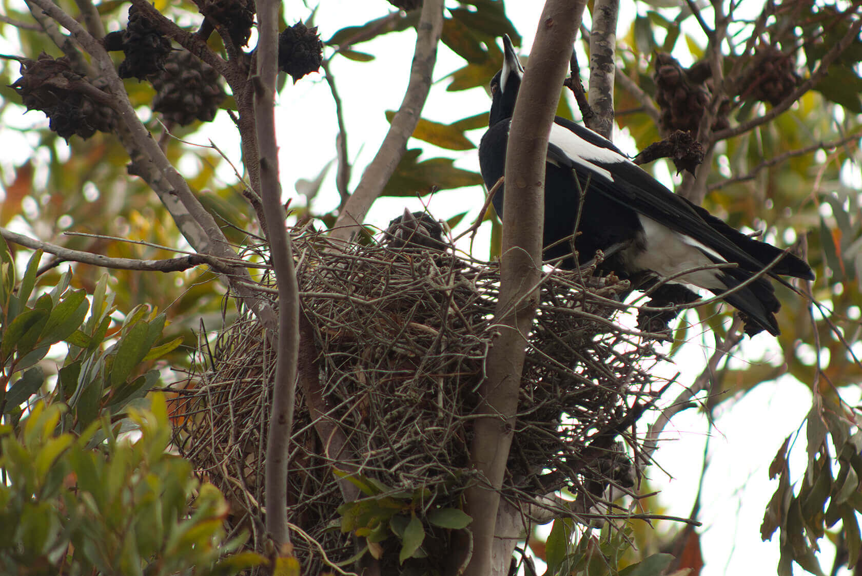 The Remarkable Nesting Process of Australian Magpies: Location, Incubation, Hatching, and More