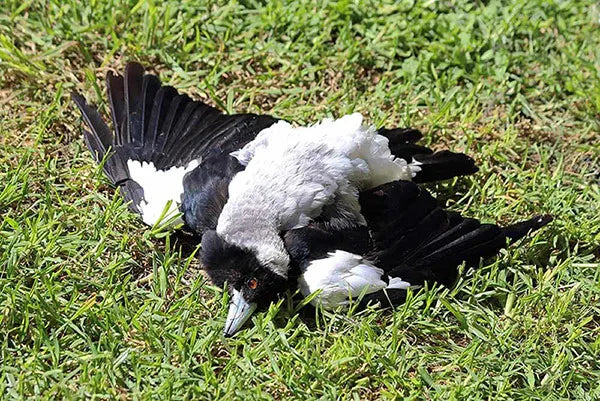 Soaking Up the Sun: The Hidden Perks of Magpie Sunbathing